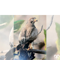 گونه سارگپه چشم سفید White-eyed Buzzard